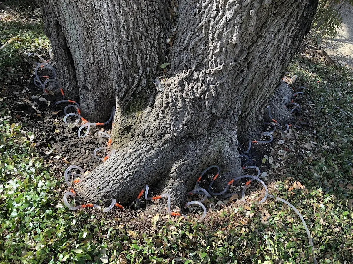 Detailed Tree Cabling and Bracing job site in Creve Coeur