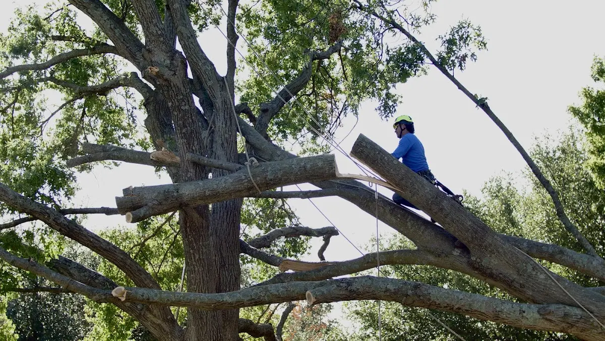 Professional Crown Thinning performed by certified arborists in Creve Coeur