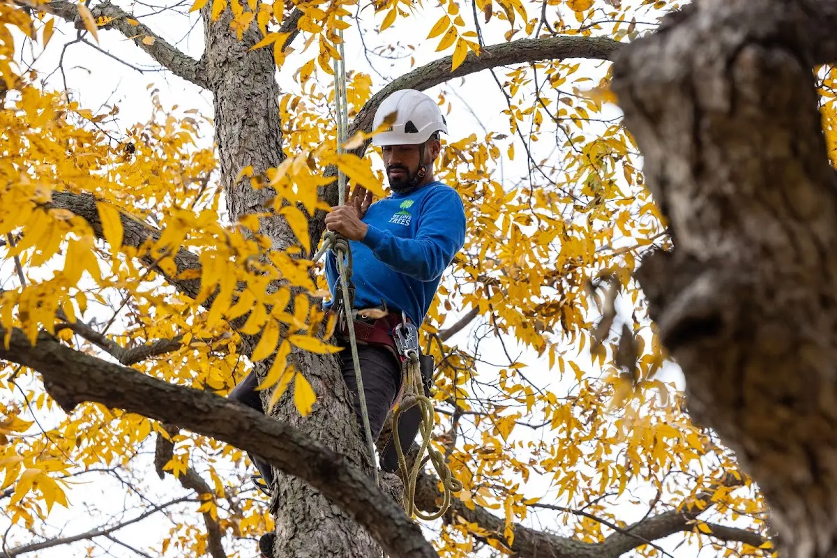 Skilled Tree Pruning crew working in Creve Coeur